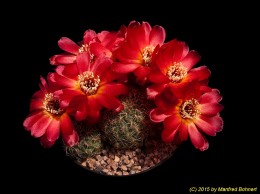 Sulcorebutia tarabucoensis HS125a 2162